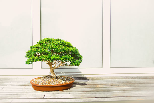 Bonsai